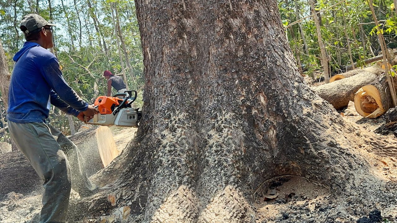 Hard work... Cut down huge trembesi tree, Stihl ms881 & Husqvarna 395xp chainsaw.