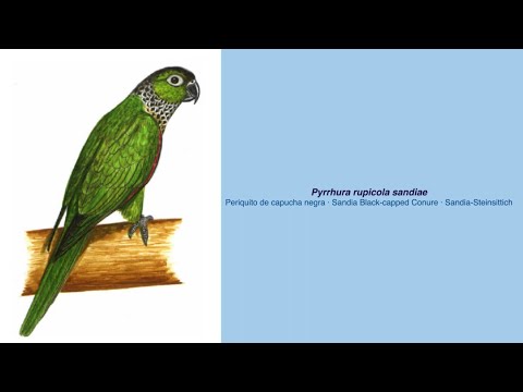 Video Encyclopedia of Parrot Species – #242 Pyrrhura rupicola sandiae