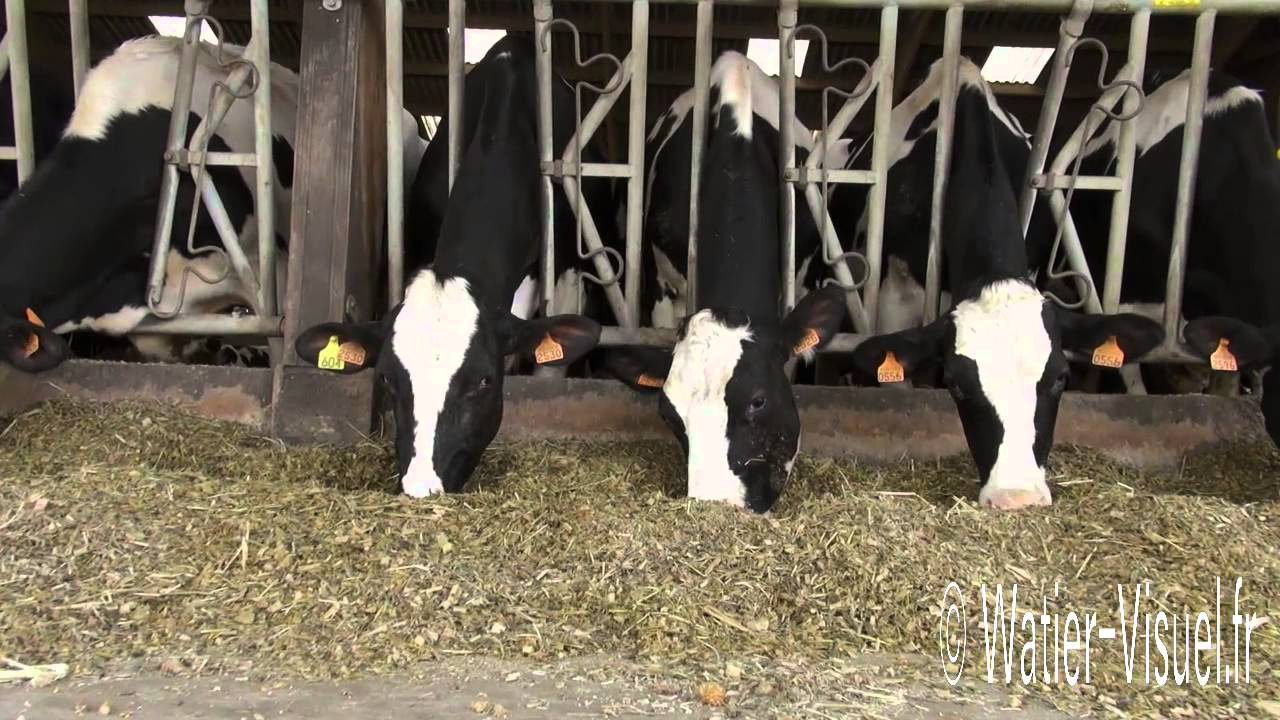 Vaches laitières Prim Holstein nourries avec de l'ensilage