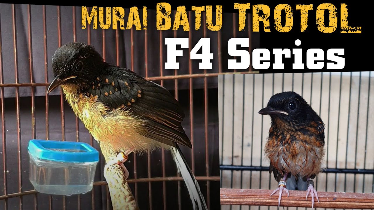 kelebihan dan kekurangan murai f4