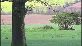 Splash hare coursing