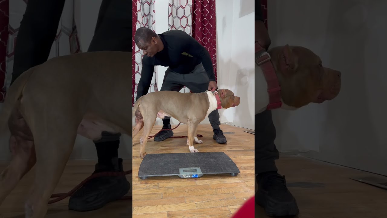 King Weigh In Ddk9 Americanbully Canecorso Pitbull Merlebully Mastiff Puppy Tri