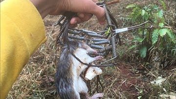 Một ngày đi bẫy chuột rừng sinh tồn và cái kết