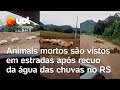 Rio Grande do Sul: Porcos são encontrados mortos nas estradas após o recuo das águas das enchentes