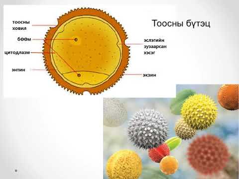 Видео: Үр тарианы ховор ургамлын цуглуулга