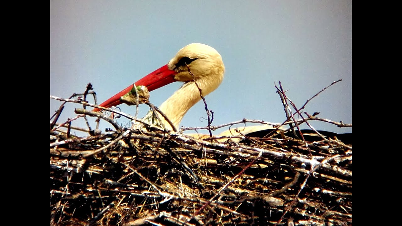 Time-Lapse - White stork chicks 