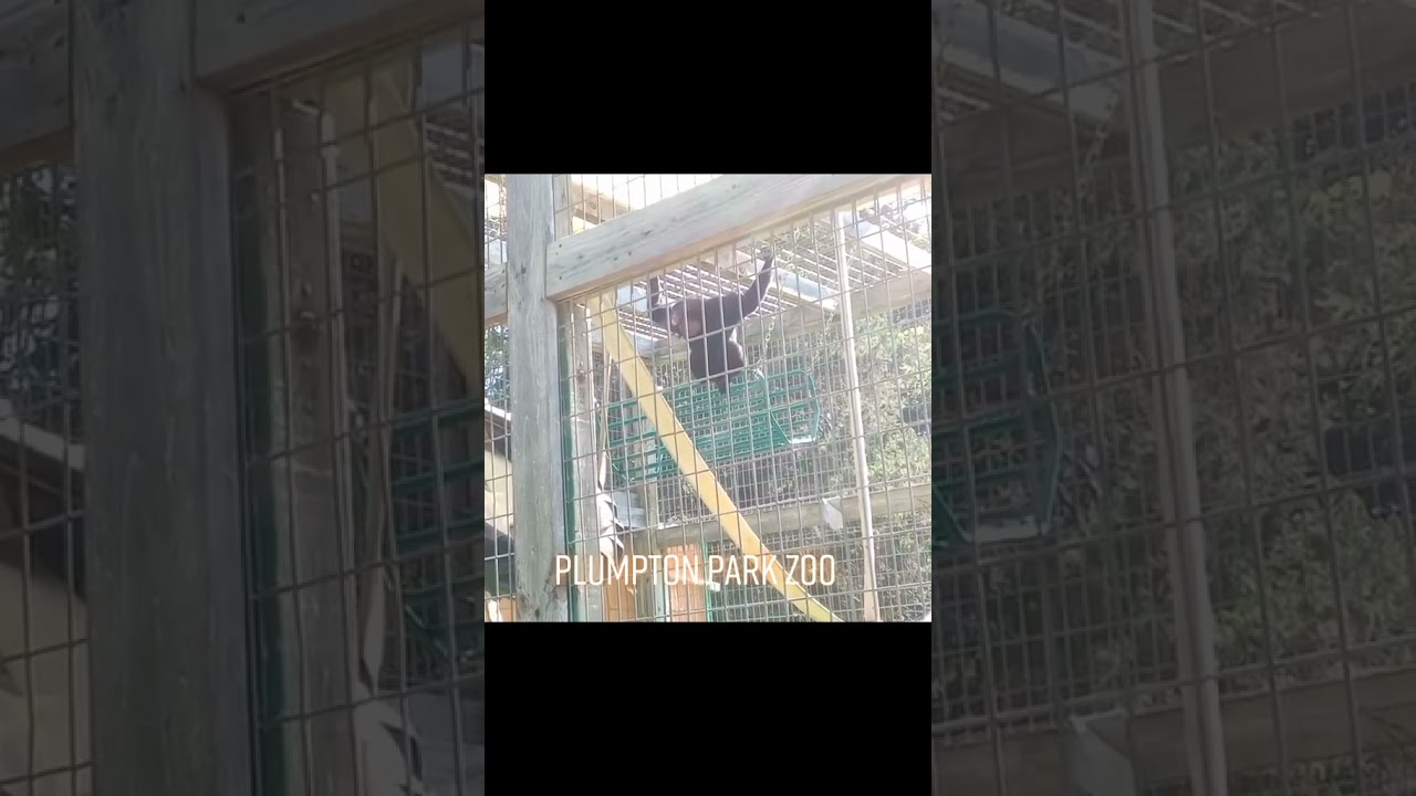 Siamung Apes at the Plumpton Park Zoo (07.04.2022) 