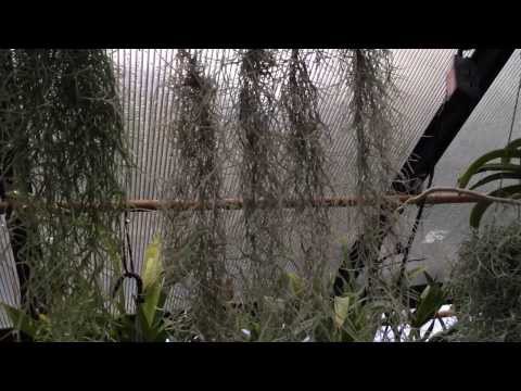 Air Plant Care: Must Know Spanish Moss Care and Culture Tips for Tillandsia usneoides