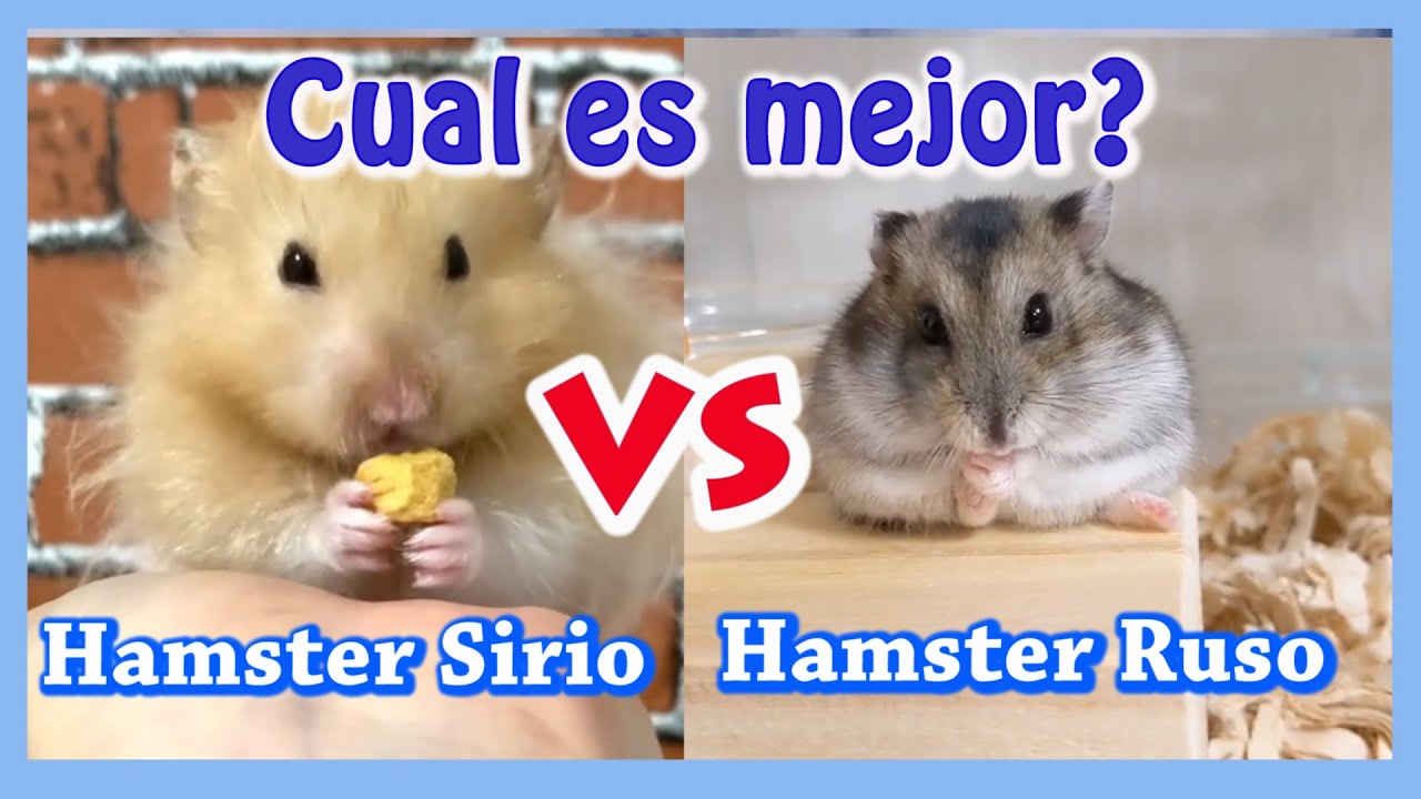 Prosperar instinto Firmar Hamster Sirio o Hamster Ruso ¿Cuál es mejor como mascota? - YouTube