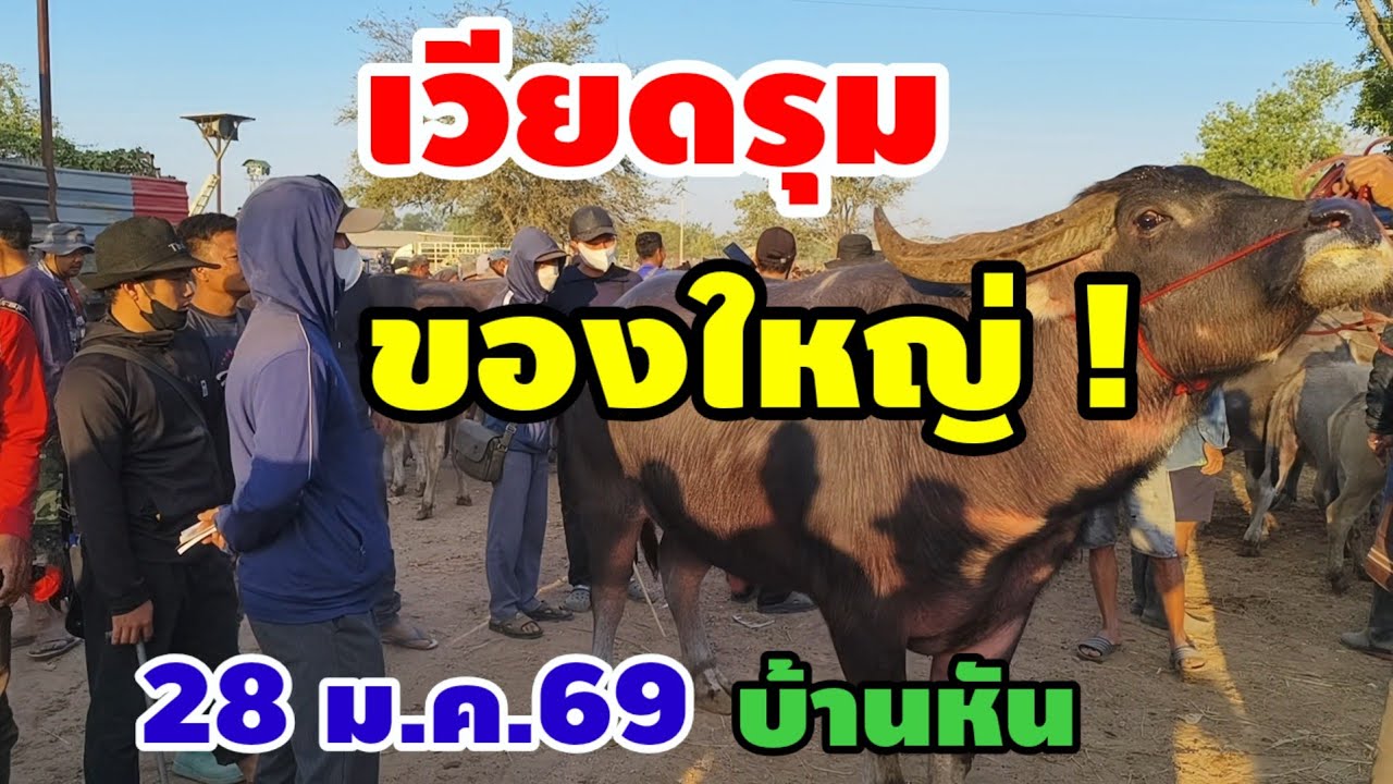 ตลาดบ้านหันมหาสารคาม สายพัฒนา มาแรงสุดๆ  เวียด กวาดเรียบของใหญ่