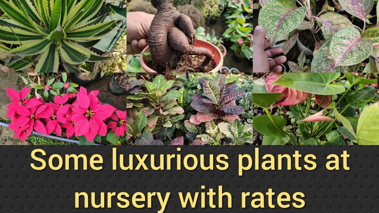 Luxurious,expensive n beautiful plants at nursery, nursery visit with
