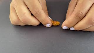 Bean Dissection Instructions