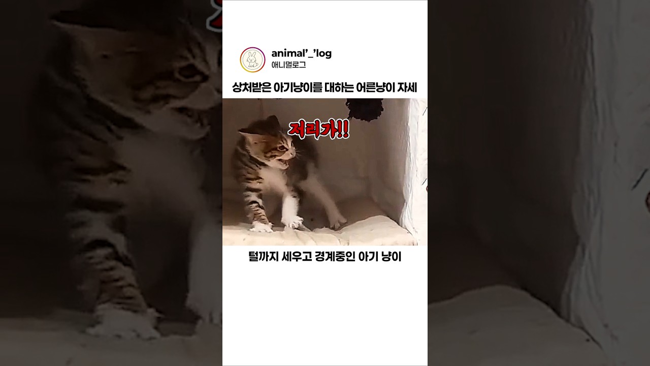상처받은 아기냥이 마음을 열어버린 고양이의 행동 #동물 #고양이