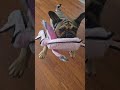 TUG LIFE #bulldog #frenchbulldog #dogs #tuglife #bullybreed #tugofwar #playtime #frenchie #rescue