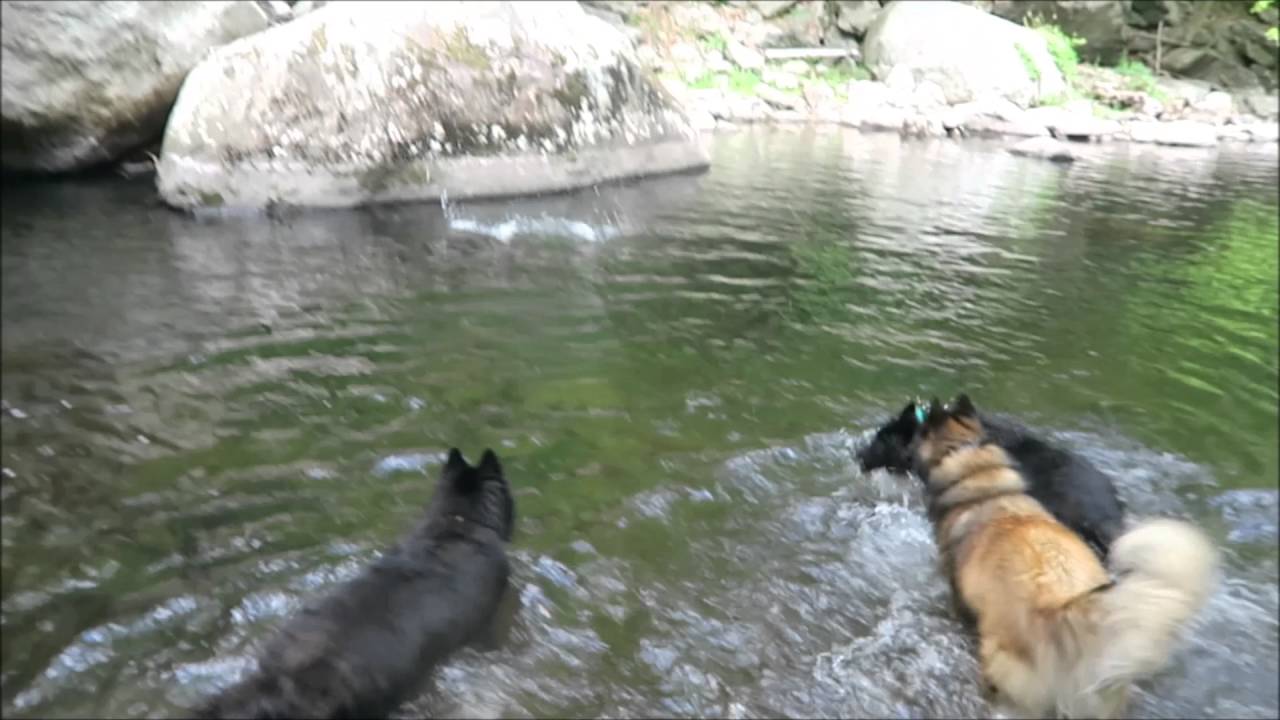 052316 popolopen creek rare up dogs playing