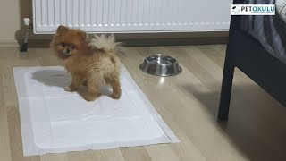 Pet Okulu Pomeranian Boo Tuvalet Eğitimi !