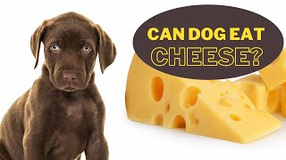 can dogs eat cheese? is cheese bad for dog?