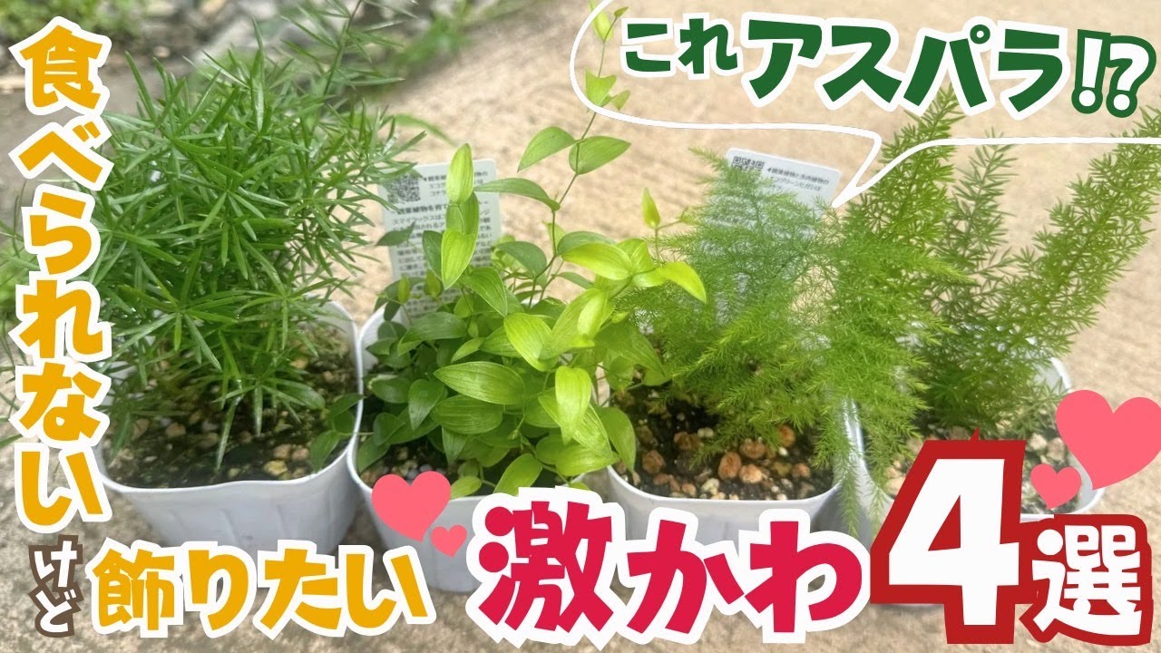 You can't eat it, but you can decorate it! 4 super cute asparagus