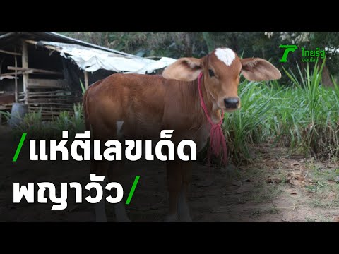 ฮือฮาลูกวัวตกออกมาตรงตามตำราพญาวัว | 16-12-63 | ข่าวเช้าหัวเขียว