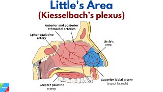 What is Little's Area and What is its Clinical Importance (Kiesselbach’s Plexus) - ENT Lecture Video