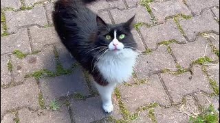 Longhaired tuxedo cat plays tricks on me for affection and food, so cute