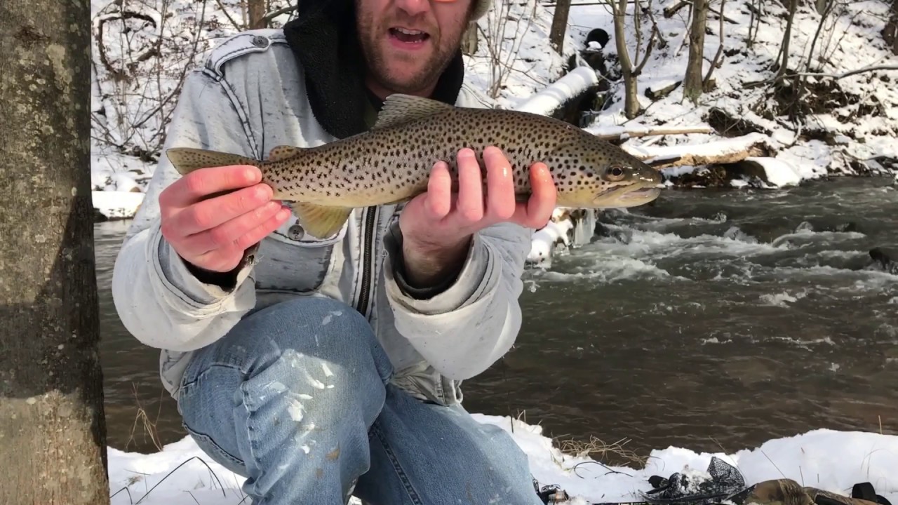 Monster brown trout Clearfield creek PA YouTube