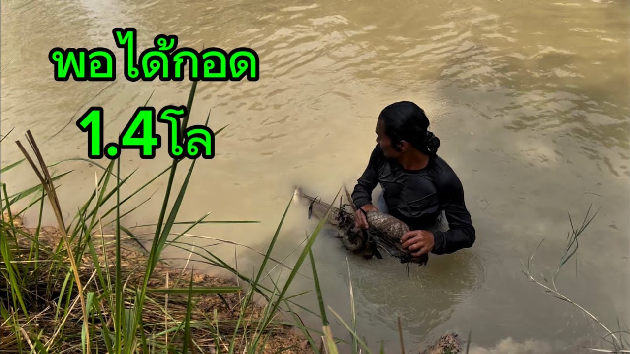หว่านไม่แตกแต่ก็ยังพอได้กอด1.4โลใหญ่จริง