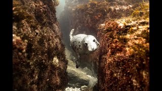 Freediving with seals in Cornwall