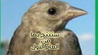 السر وراء الإنتاج بأنثى الحسون في عامها الأول إعمل من الآن ستنجح oiseau