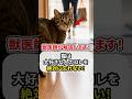 猫は、大好きな人のコレを絶対に忘れない！