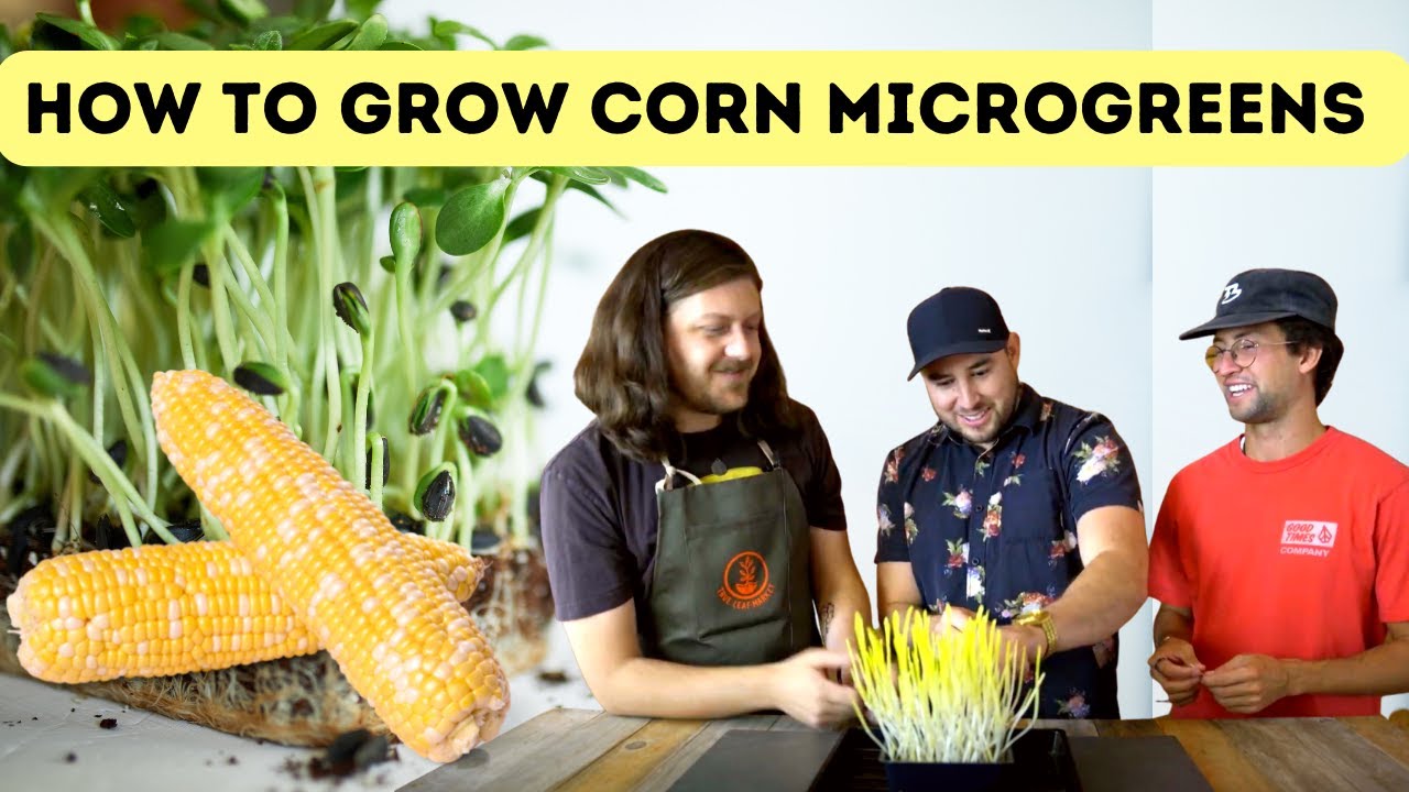 How To Grow Corn Microgreens YouTube
