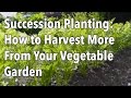 Succession Planting: How to Harvest More From Your Vegetable Garden