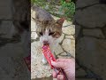 おたまこ40314😘小玉💞チュールかけね💞