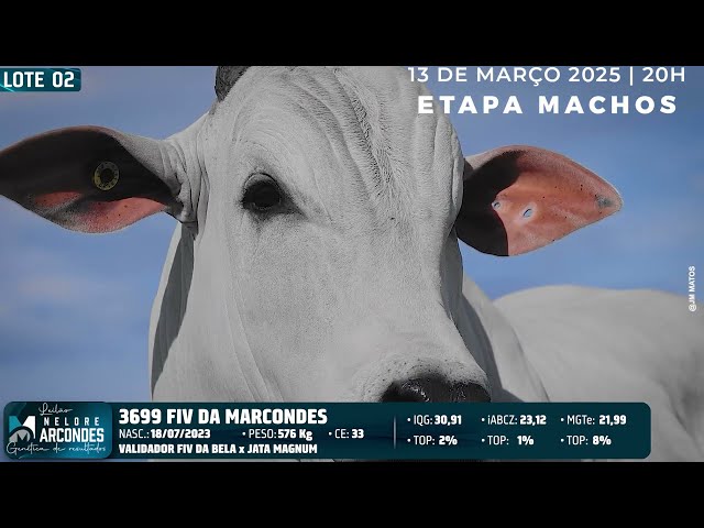 LOTE 02   MMAR 3699