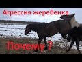 Почему вдруг меняется характер жеребёнка