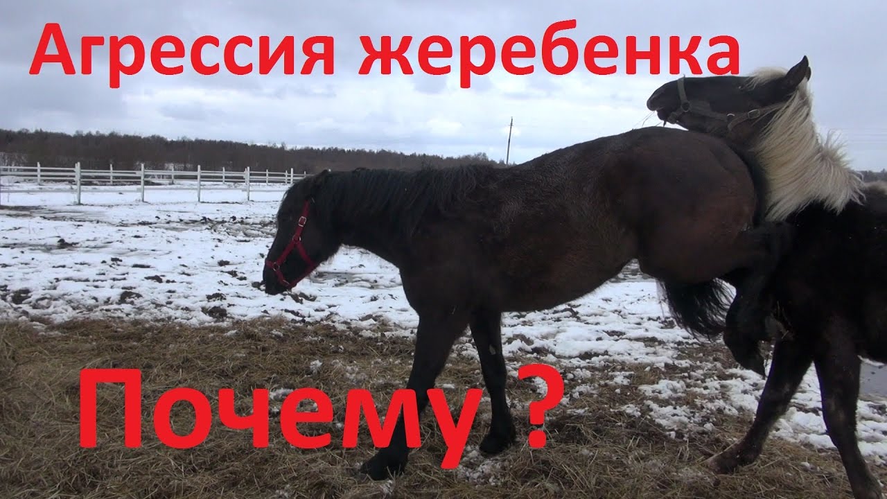 Картинка конь почему