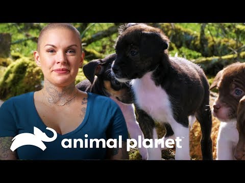 Vídeo: O melhor de Hollywood é convidado para ajudar animais de estimação em abrigos