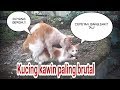 kucing kawin paling ganas