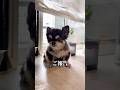 気をつけていたのに… #チワワ #犬 #犬のいる生活 #胆泥症 #犬の病気 #胆嚢粘液嚢腫