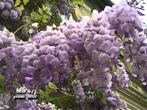 Colour your Life - Blauregen