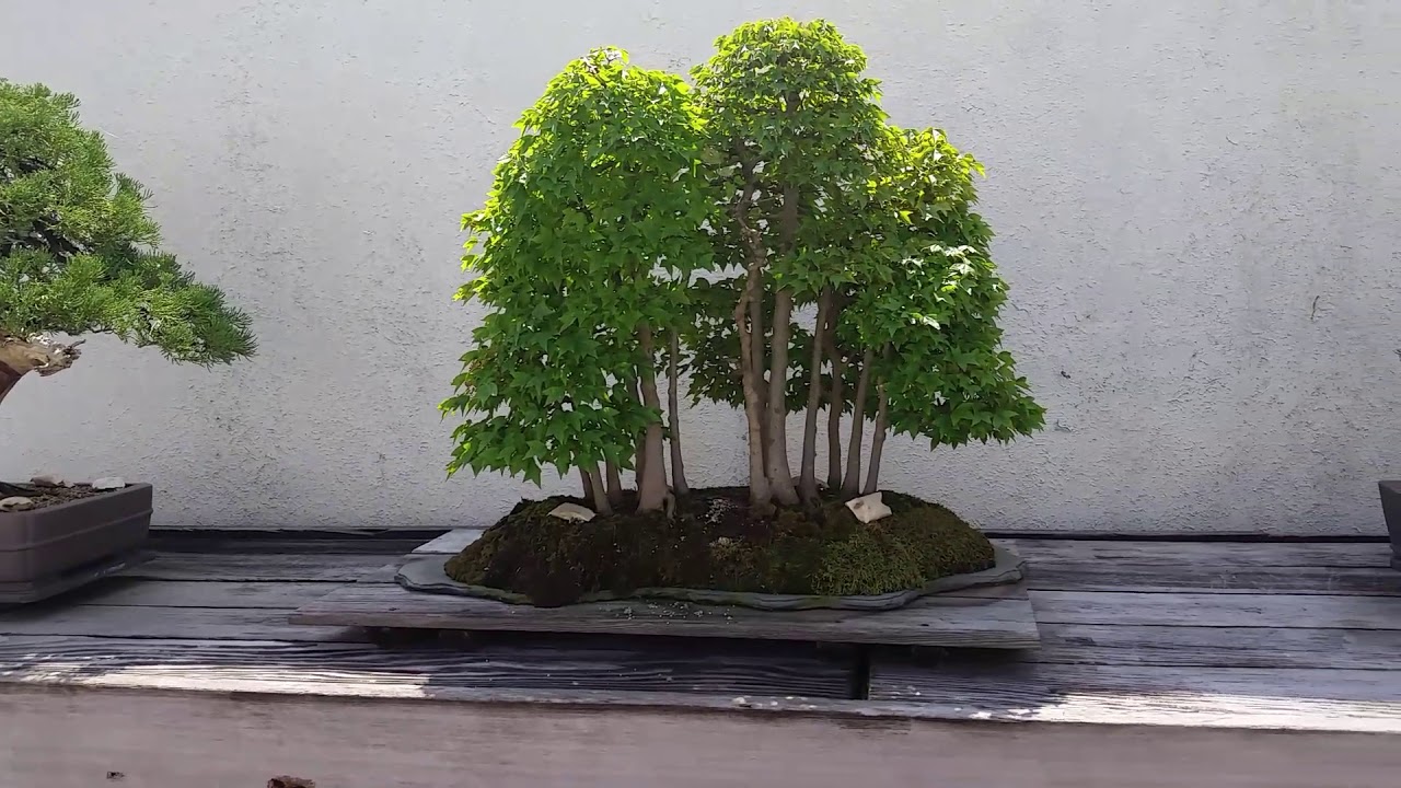 camera iphone 8 plus apk More Incredible Bonsai Trees at the United States National Arboretum, Washington, DC