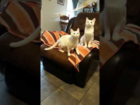 3 cats attack a string