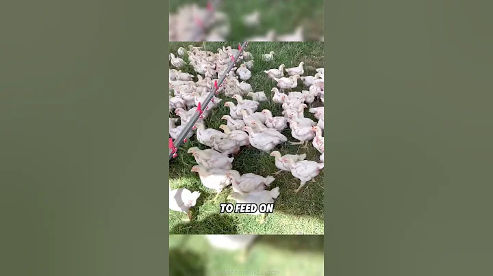 The Future of Chicken Farming