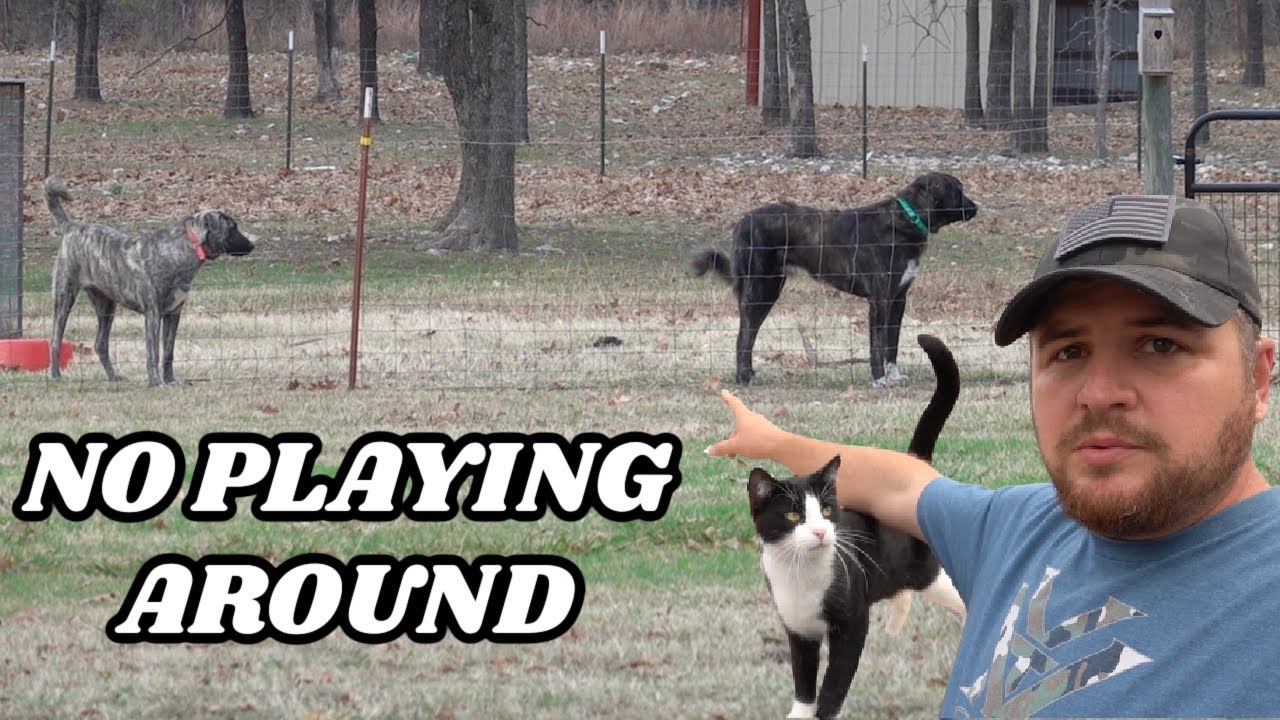 GIANT GUARD DOGS CAUGHT IN ACTION PREDATORS BETTER THINK TWICE - YouTube