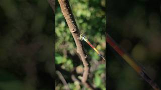 Dragonfly Suborder Anisoptera