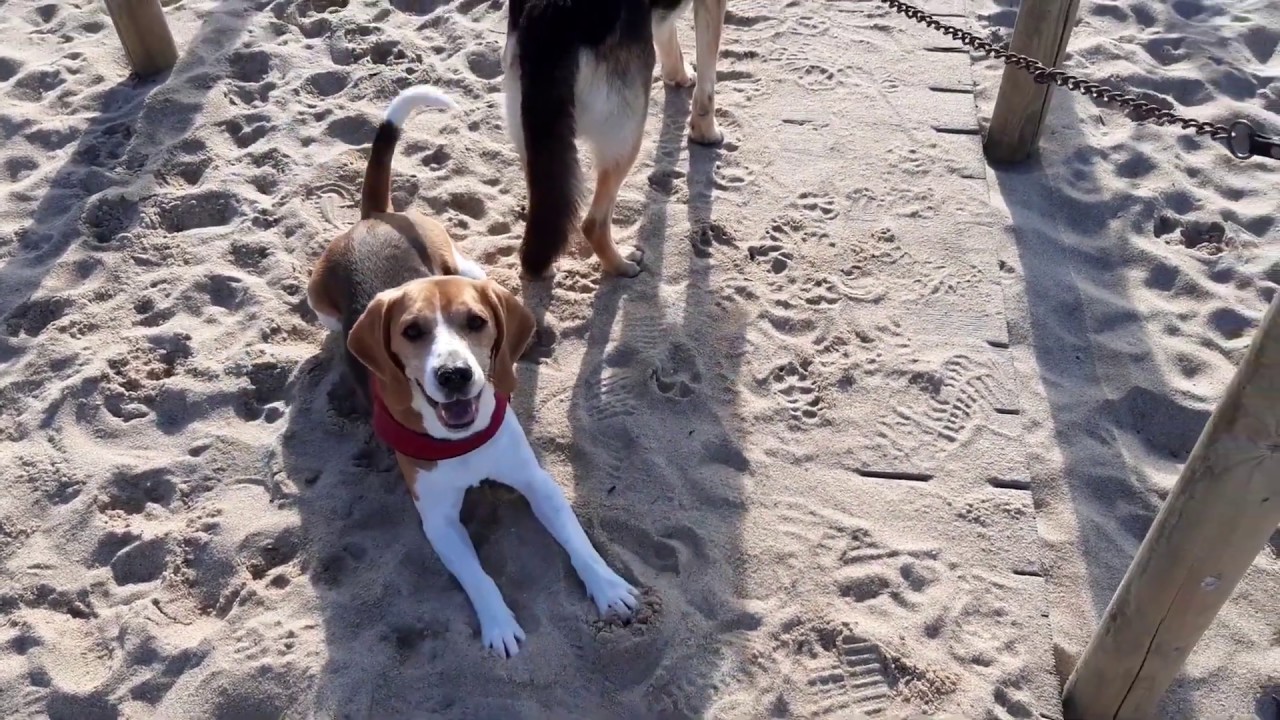 Boris The Beagle in the Beach