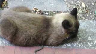 Katze Lola Und Die Kleine Schlange