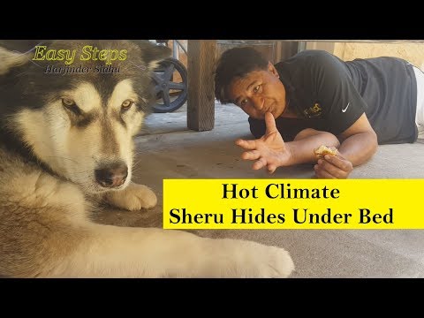 How Alaskan Malamute Survive in Hot Climate | Can Alaskan Malamute survive in hot weather?