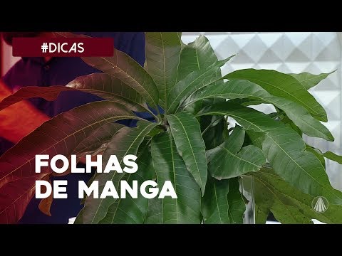 Vídeo: Folha Do Autor - Unidade De Medida Da Obra Literária