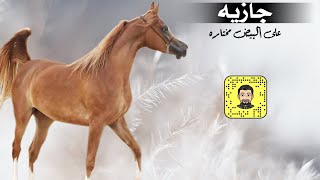 شيلة : جازيه على البيض مختاره - سعد محسن ( حصرياً ) 2022